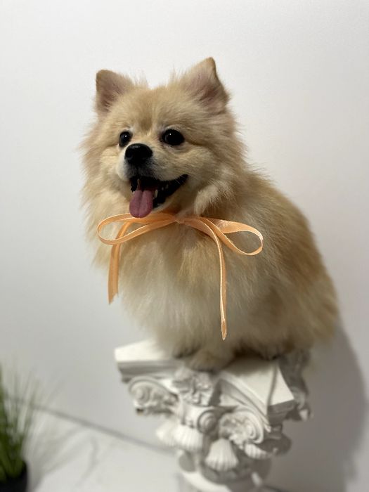 Померанські шпіци — Вибери свого маленького друга вже зараз