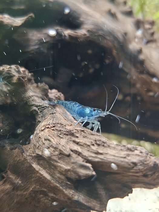 Krewetki Blue Velvet