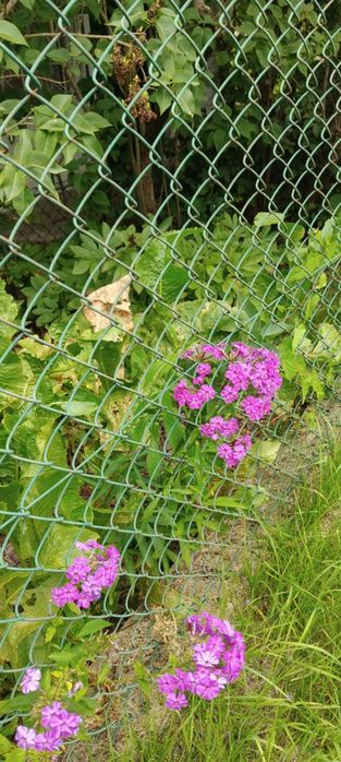 Sopot - działkę rekreacyjno-ogrodową w Sopocie sprzedam - Widok 4