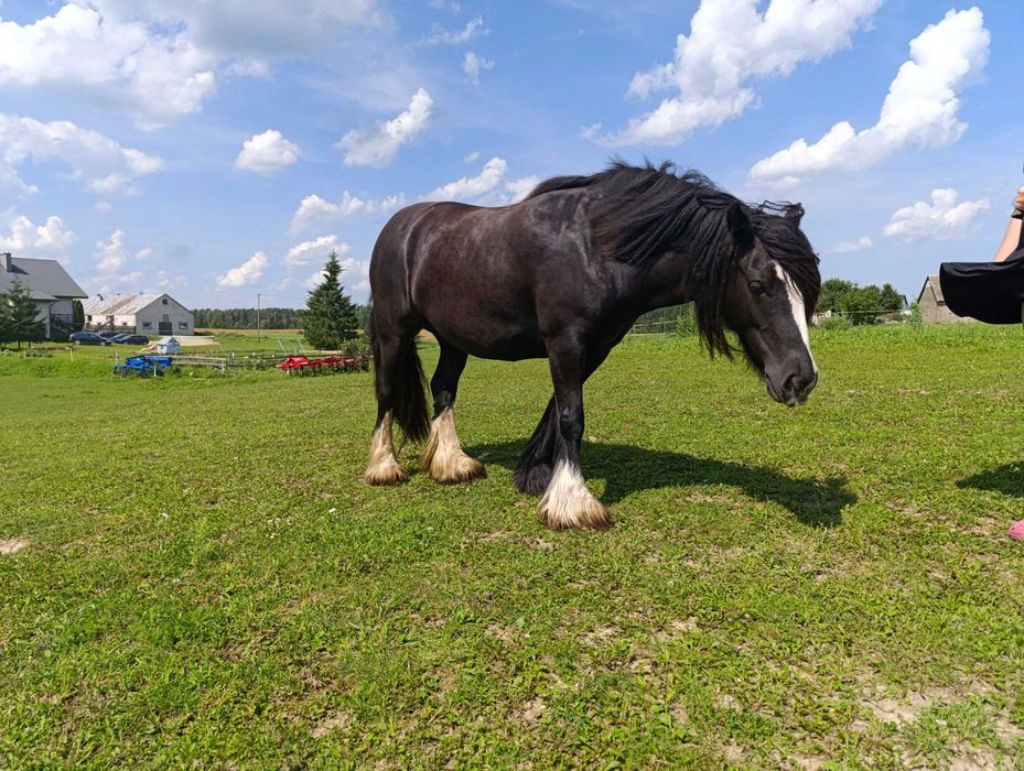 Tinkery/gypsy coby całe STADO