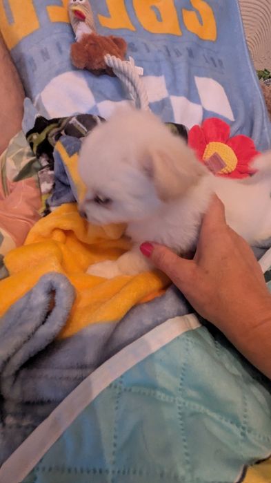 Chihuahua FCI chłopiec dlugowlosy