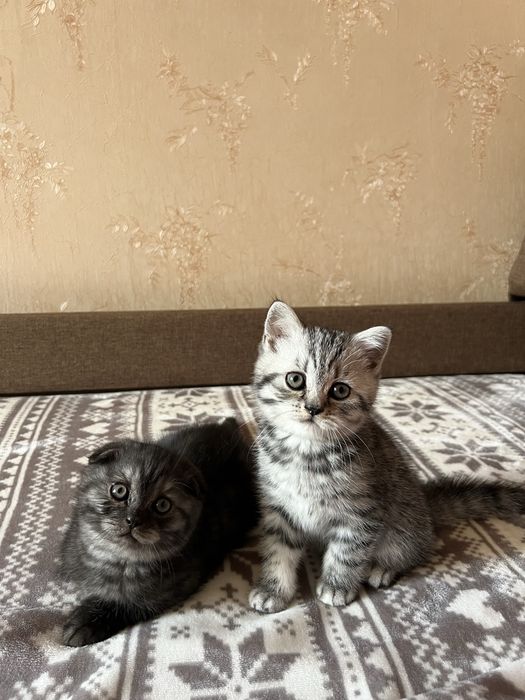 Котята (мальчики) шотландские вислоухий и прямоухий