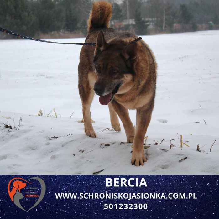 Bercia - do adopcji Schronisko Jasionka