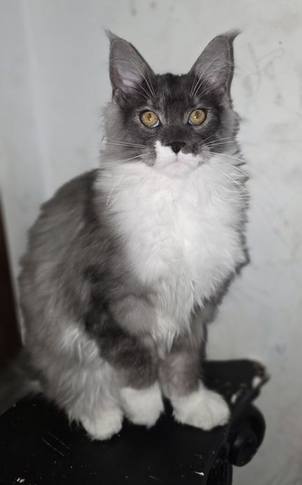 Main coon bebe puro