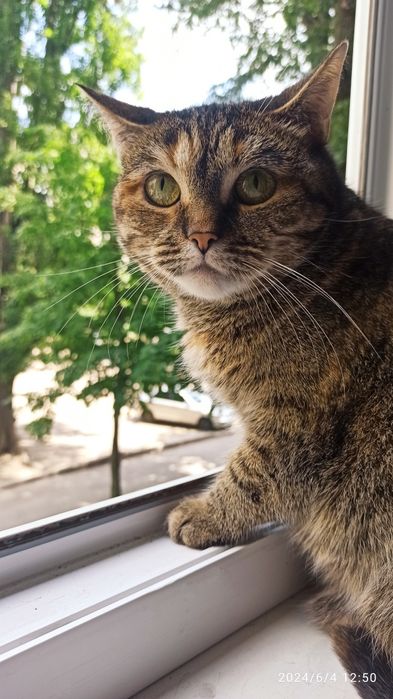 Передержка животных