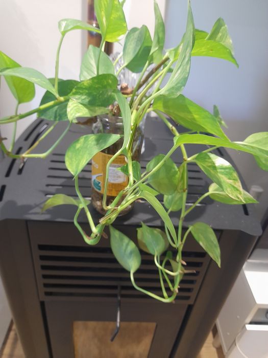 Várias pés de planta cobra natural já com raízes para plantar