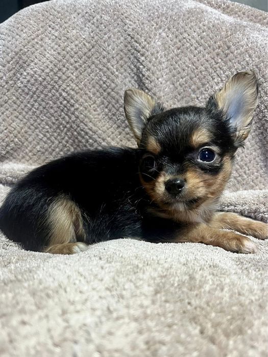 CUKIEREK - rozkoszny słodziak długowłosy, rodowód ZKwP FCI