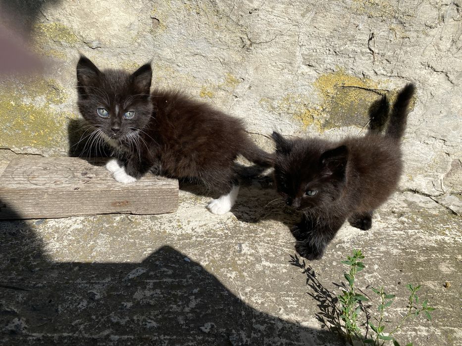 Котенята в добрі руки