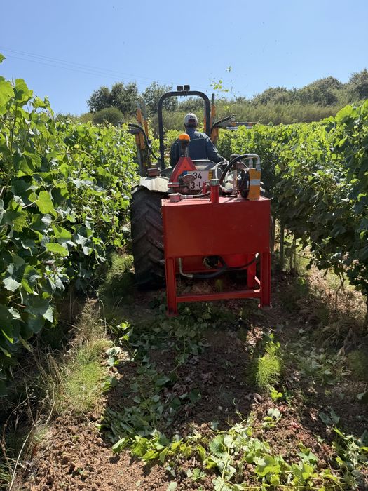 Despampanadeira provitis