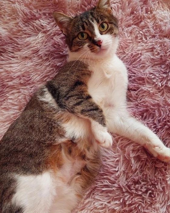 Отдам кошку лесного окраса, стерилизована, 1,5 года