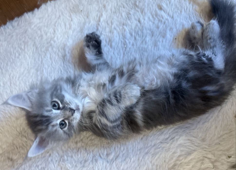 Mercedes Śliczna malutka dziewczynka maine coon