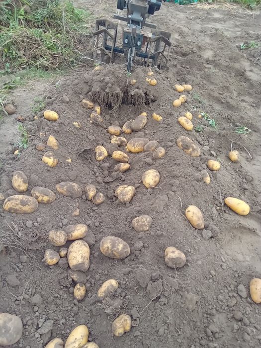 Семенной картофель