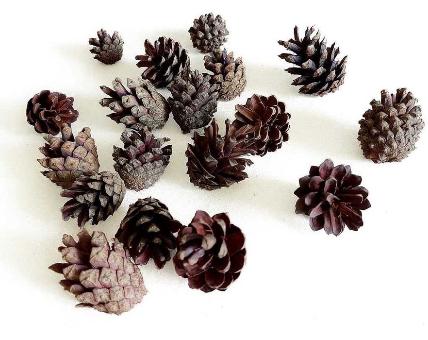 Szyszki sosnowe bez nasion DIY ozdoby dekoracje 500 sztuk paczka 4 kg