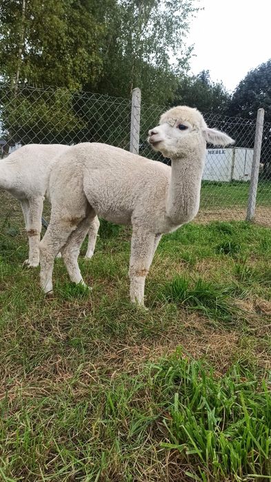 Alpaka samiec na sprzedaż