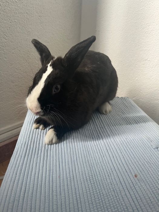Filhote de Coelho 7 meses