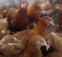 Куры только молодые 4,5 месяца Ломан-Браун