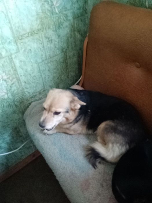 Отдам собак в добрые руки БЕСПЛАТНО