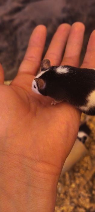 Myszki samca zdrowie młode osobniki