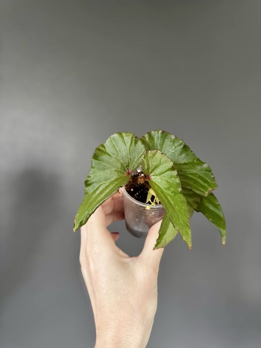 Бегония, begonia