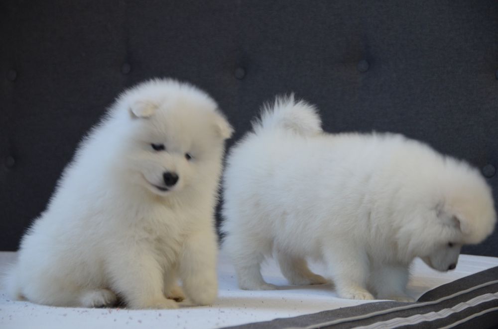 Samoyed ZKwP FCI suczka