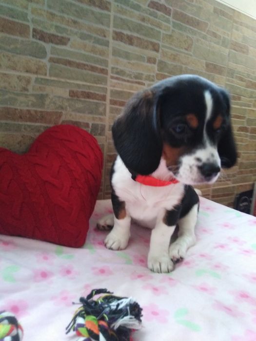 Щенки Бигли, продажа