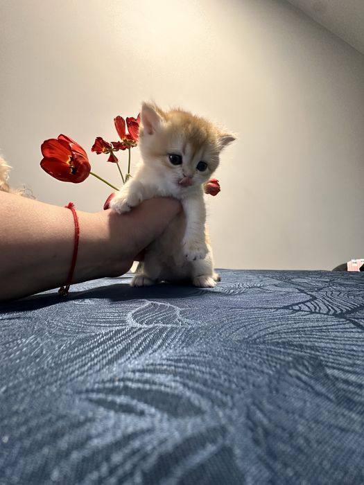 Кошенята золотої шиншили