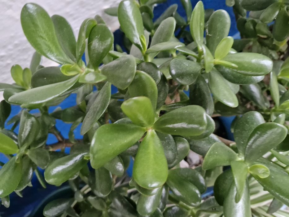 Jade Árvore do Dinheiro e da Propriedade