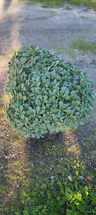 Planta suculenta