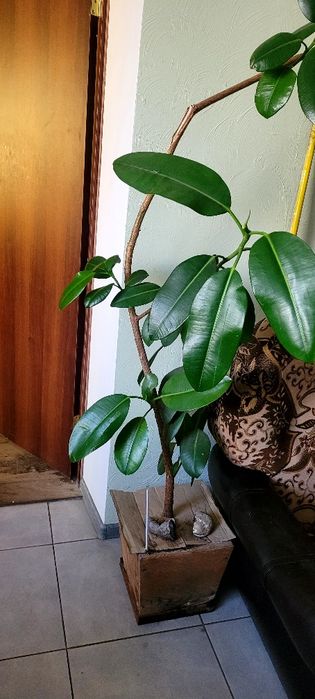 Драцена  2 роки.