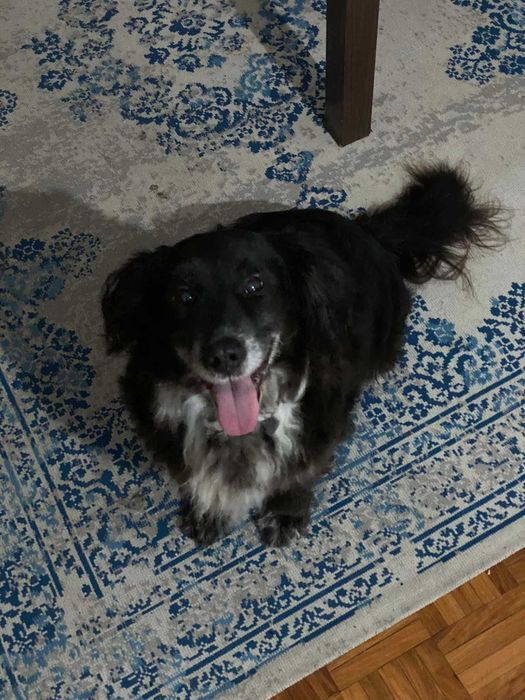 Snoppy para Adoção Responsável