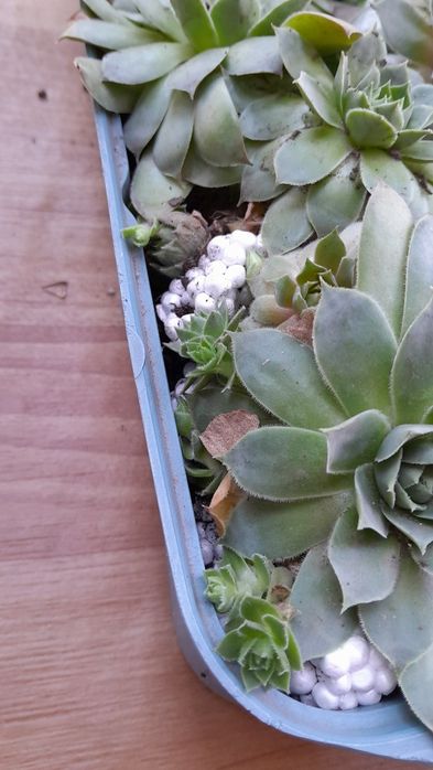 Молодило (кам'яна троянда)