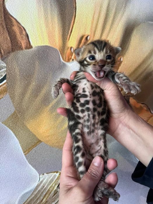 Бенгальские котята с документами