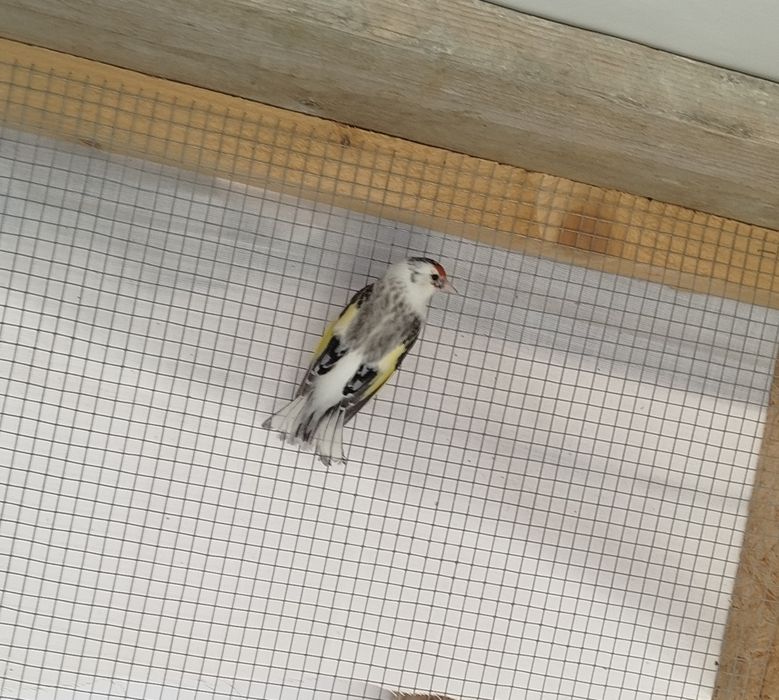 Szczygieł syberyjski samica