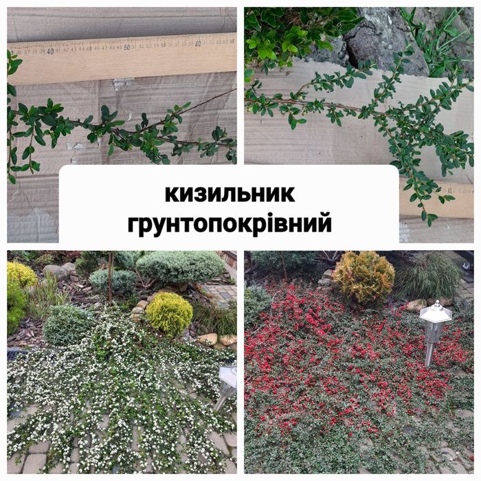 Декоративні кущі.