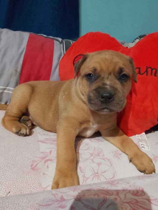 Amstaff samiec kremowy
