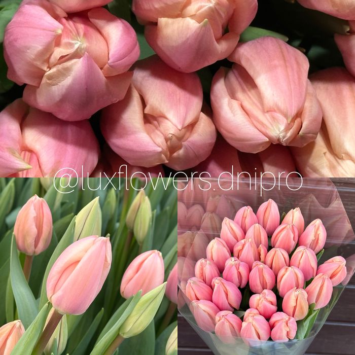 Тюльпан ОПТ, букети