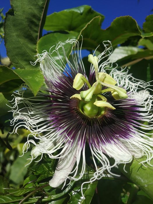 Plantas de Maracujá Azul « Passiflora » Híbrido .