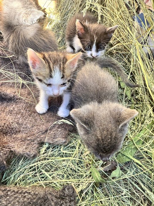 Маленькі кошенятка