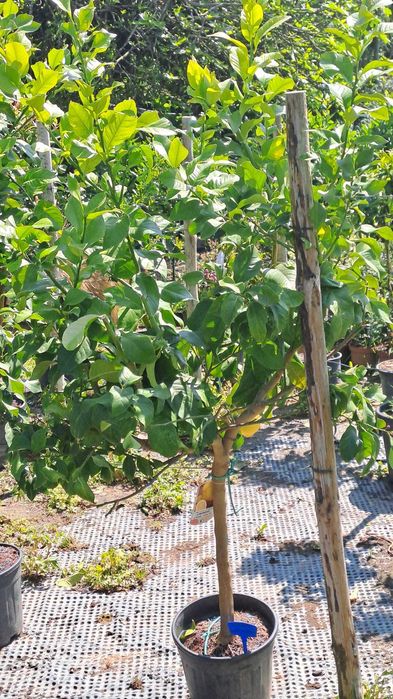 Limoeiros (Citrus Limon)