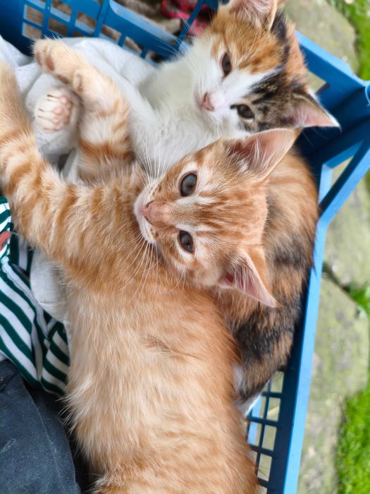 Віддам котиків двох