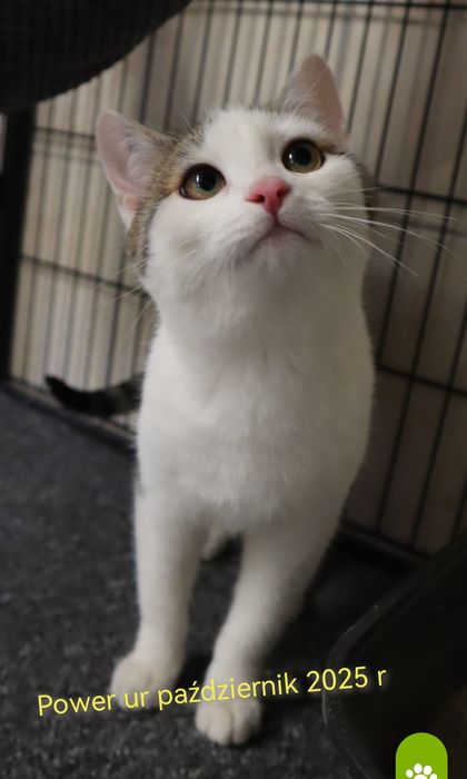 Maleńki kocurek czeka na dom
