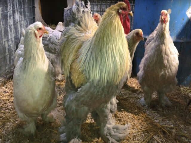 Інкубаційне яйце брама порцелянова, ізабелла