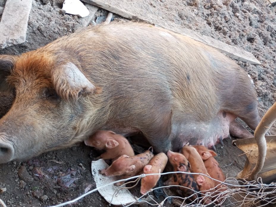 Vendo leitões duroc com pietran