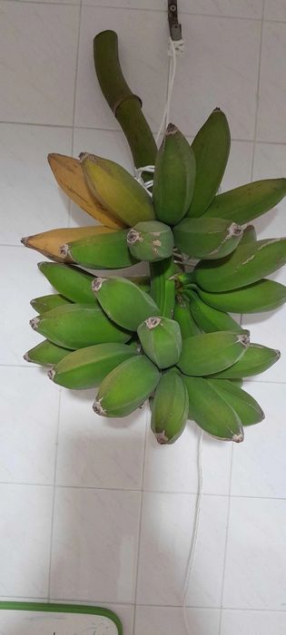 Bananeira .       .