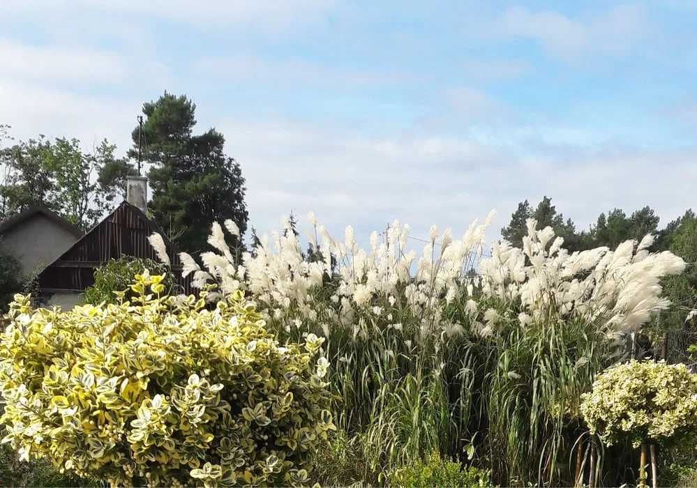 Trawy ozdobne: Memory,Zebrinusy Yakushima i inne
