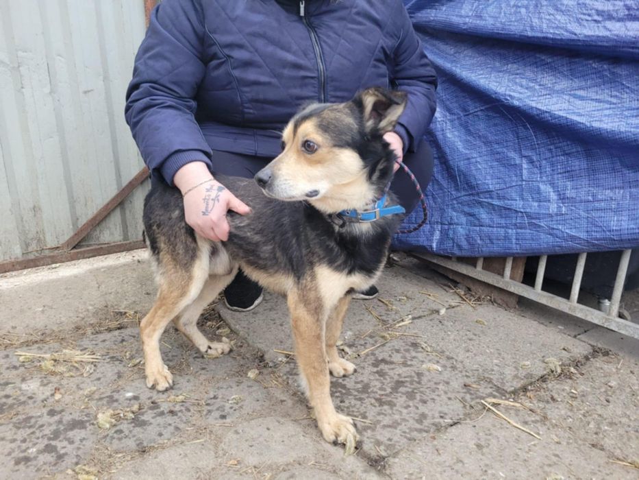 Leszko do adopcji