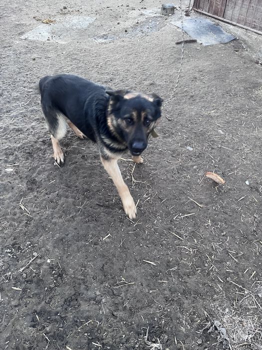 Німецька вівчарка