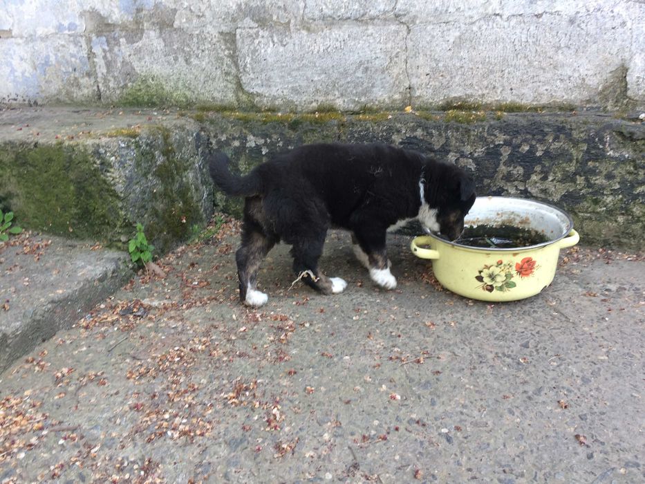 Щеноки-мальчики (2 месяца)