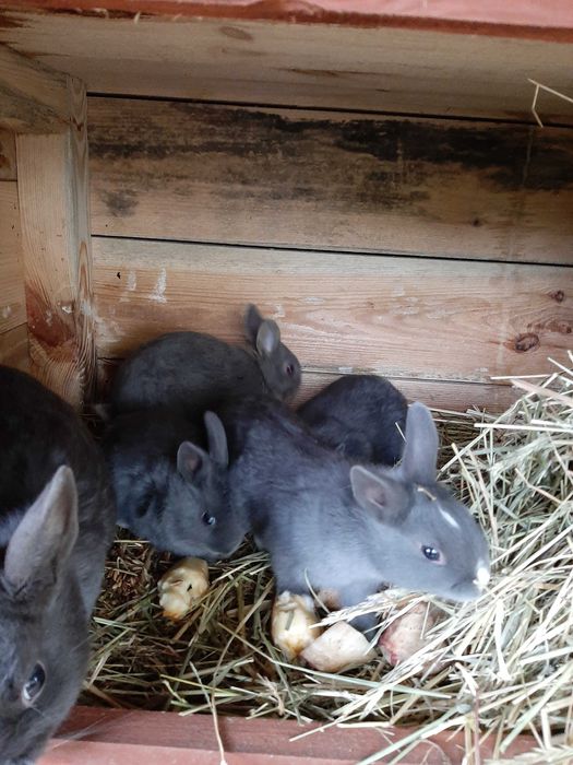 Króliczki miniarurki