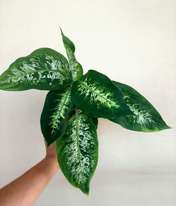 [Planta] Dieffenbachia 'Compacta'